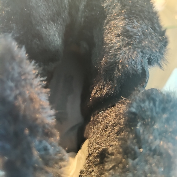 Softwalk Helena Women's Black Ankle Boots SZ 8 New In Box - Picture 7 of 11